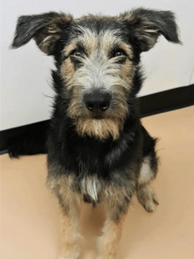 monte cachorro de abrigo que estrela a dama e o vagabundo